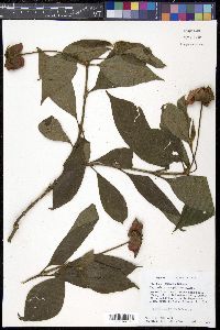 Psychotria poeppigiana image