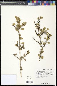 Randia aculeata image