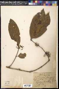 Randia densiflora image