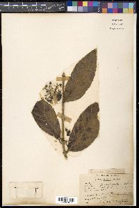 Randia densiflora image