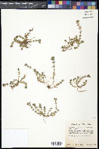 Sherardia arvensis image