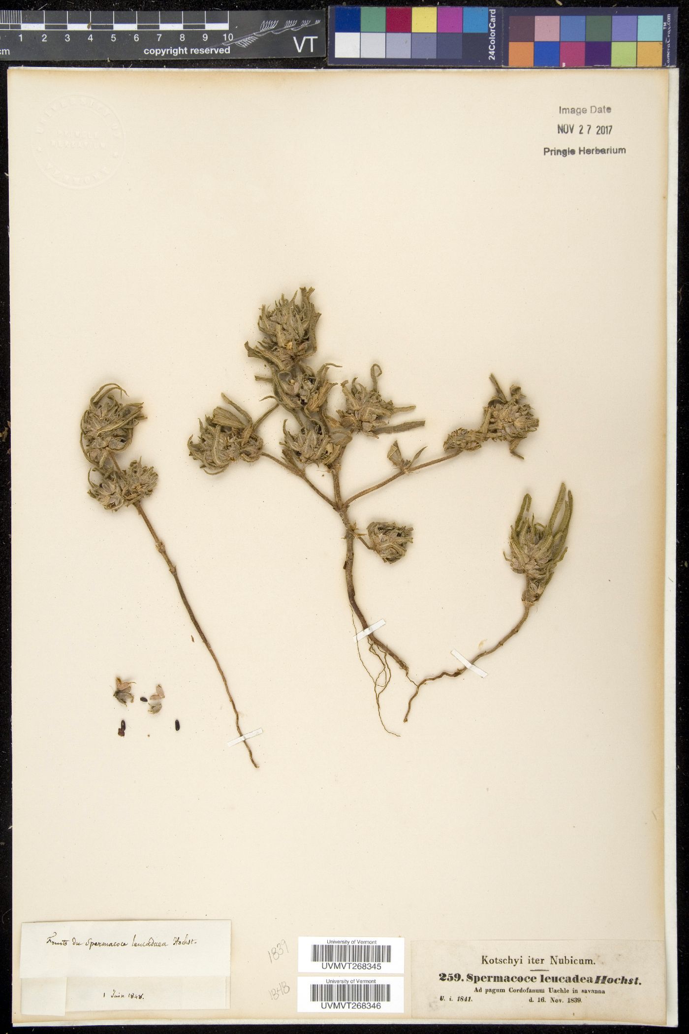 Spermacoce stachydea image