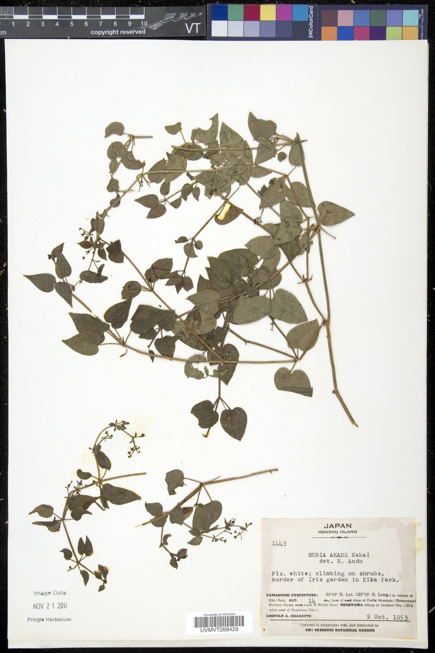 Rubia argyi image