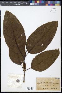 Nauclea orientalis image