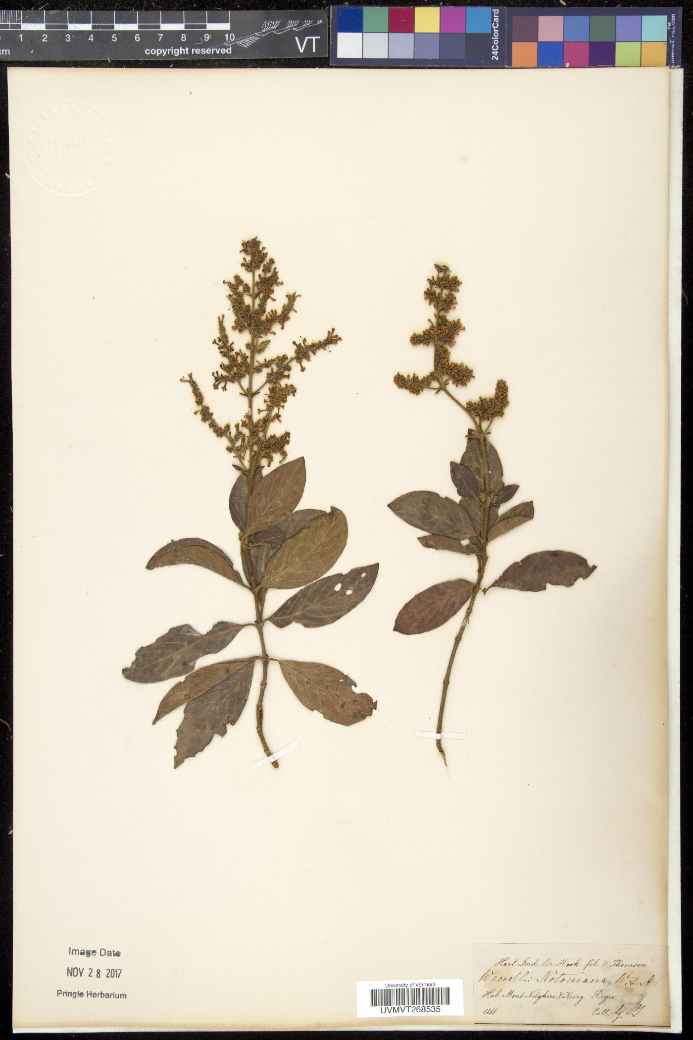 Wendlandia thyrsoidea image
