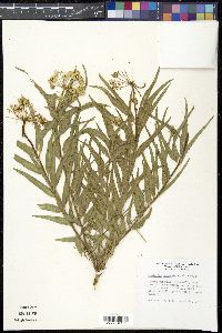 Asclepias asperula image