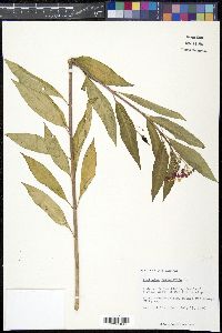 Asclepias curassavica image