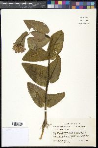 Asclepias humistrata image
