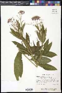 Asclepias incarnata subsp. pulchra image