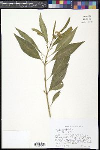 Asclepias perennis image