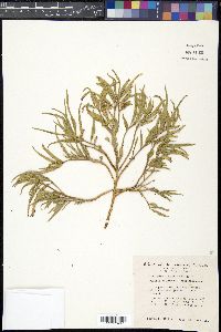 Asclepias involucrata image