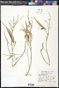 Asclepias linearis image