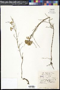 Asclepias linearis image