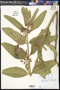 Asclepias speciosa image