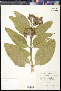 Asclepias speciosa image