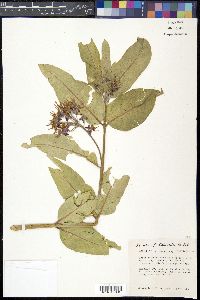 Asclepias speciosa image