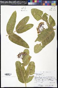 Asclepias sullivantii image