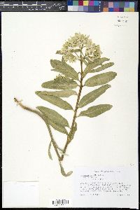 Asclepias viridis image