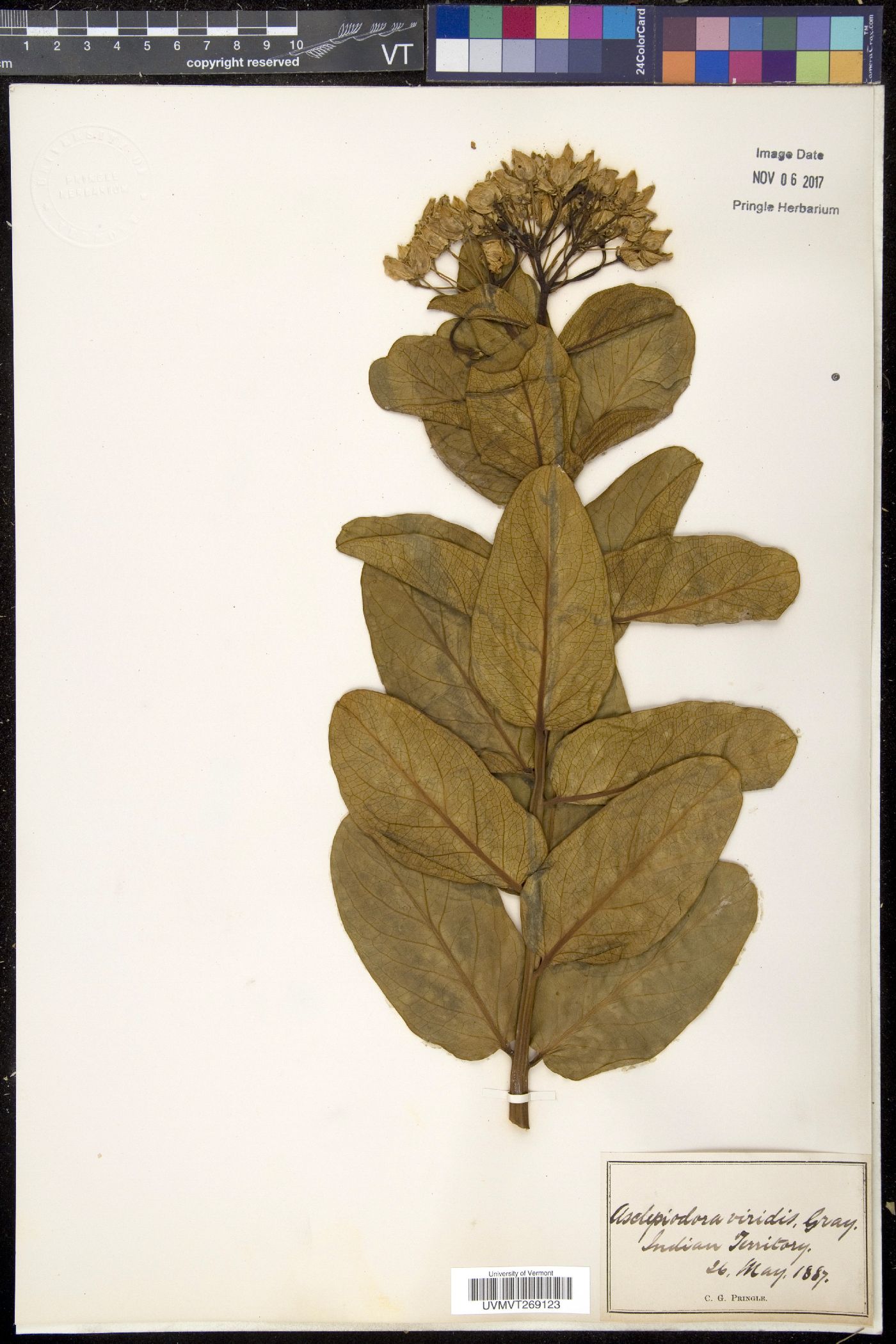 Asclepiodora image