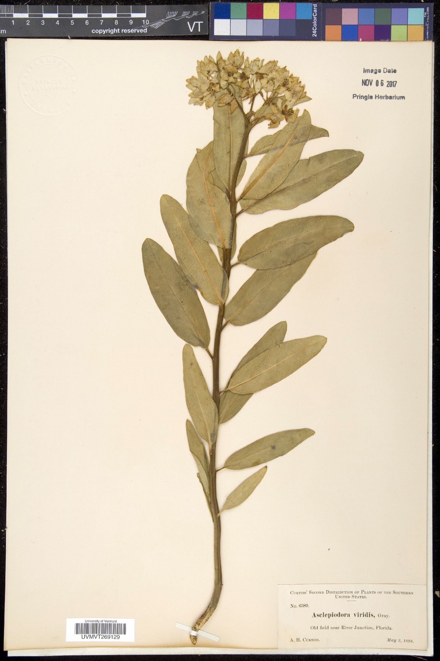 Asclepiodora image