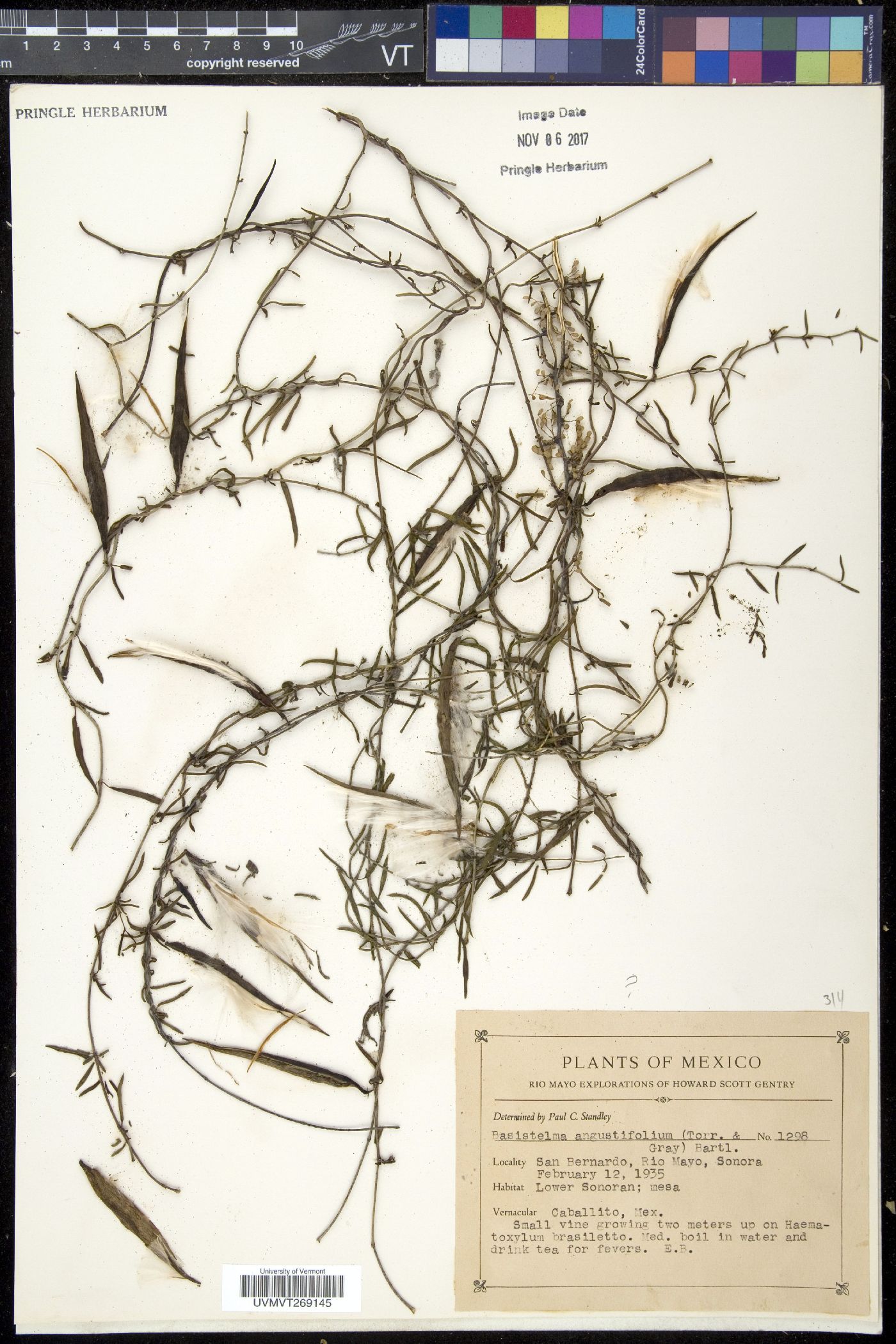 Basistelma image