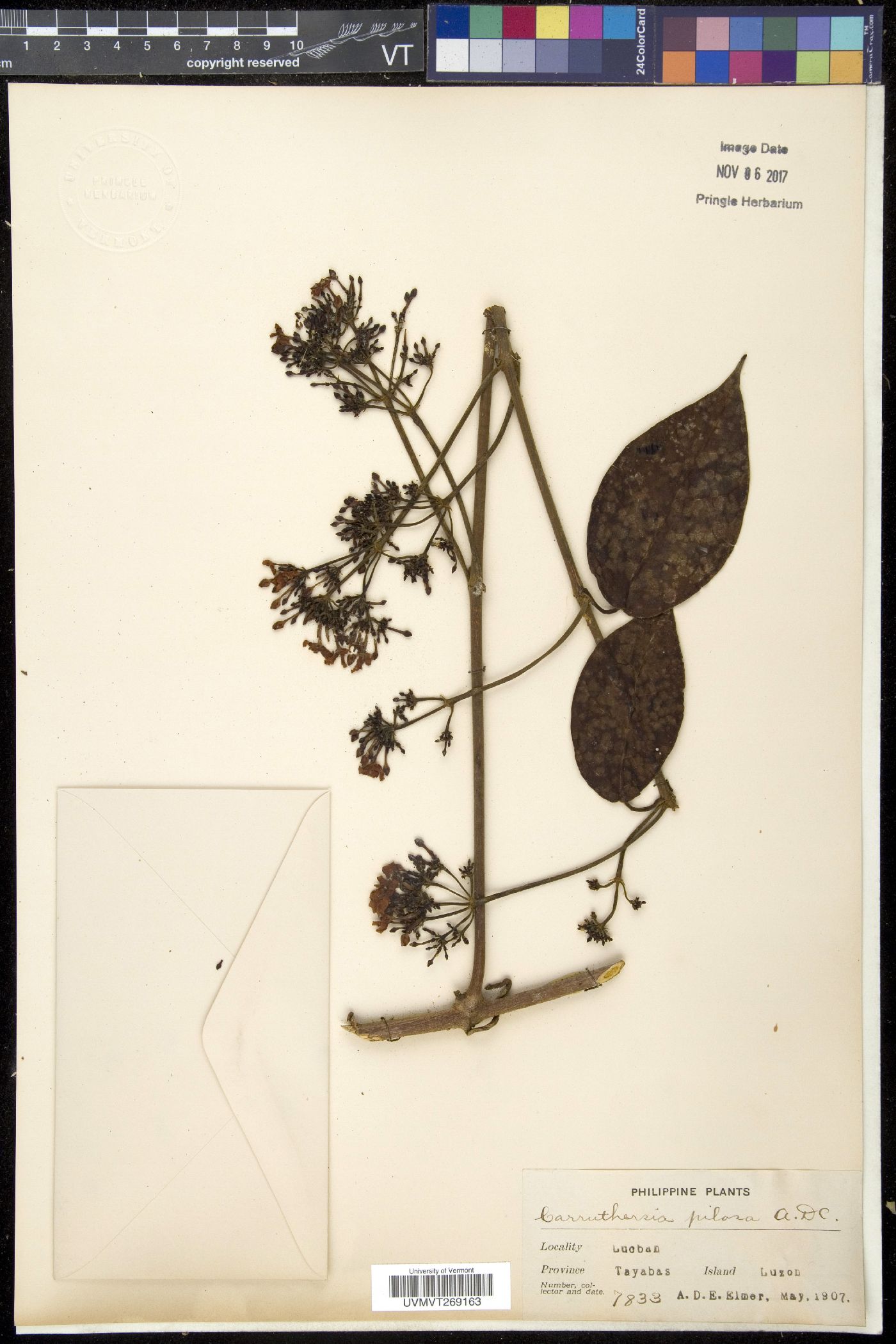 Carruthersia image