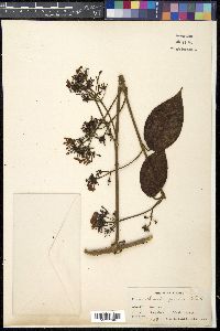Media resource of Carruthersia pilosa