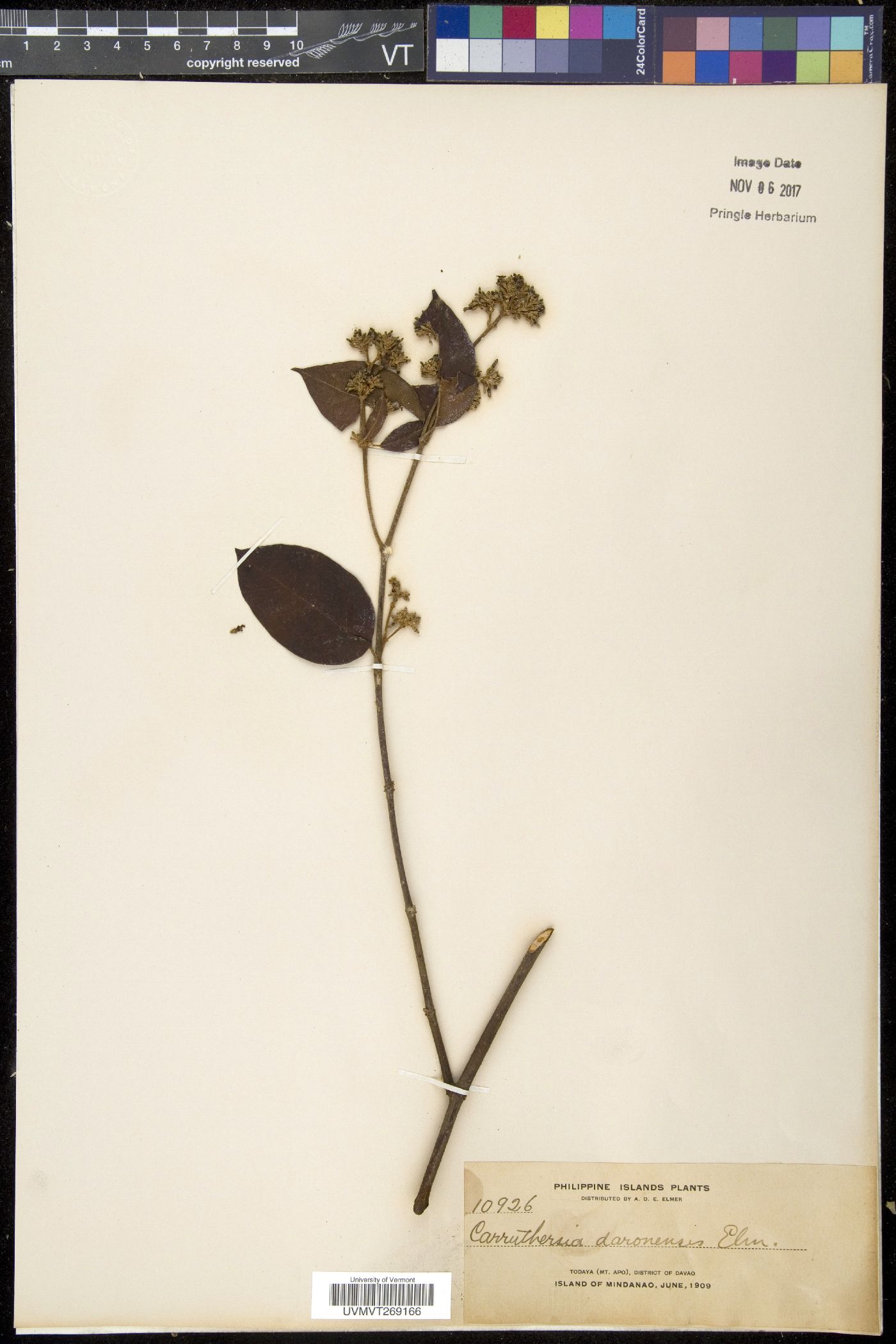 Ichnocarpus image