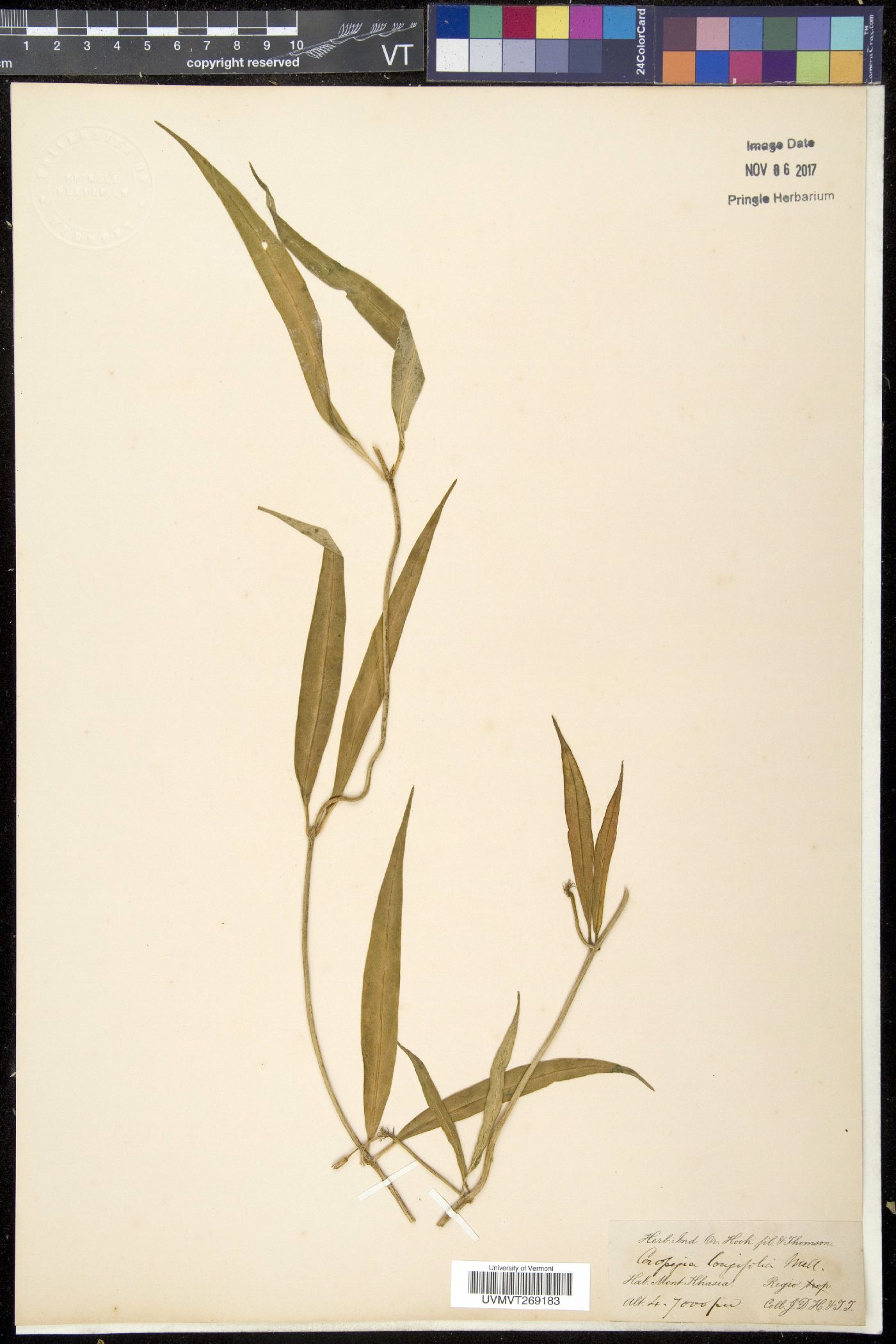 Ceropegia longifolia image