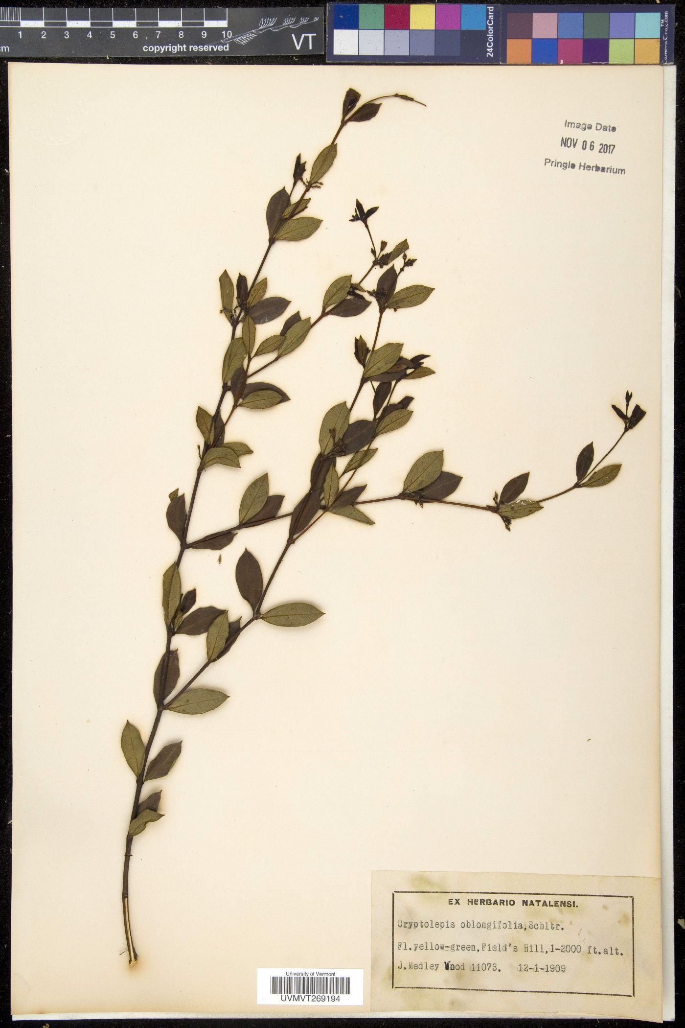 Cryptolepis image