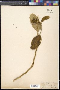 Cryptolepis buchananii image