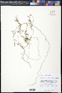 Cynanchum blodgettii image