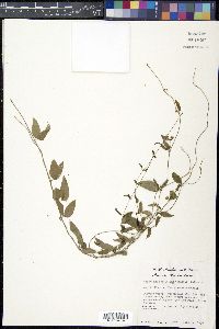 Cynanchum barbigerum image