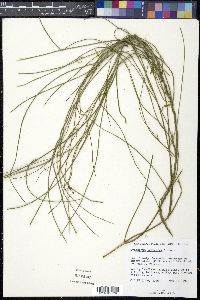 Cynanchum scoparium image