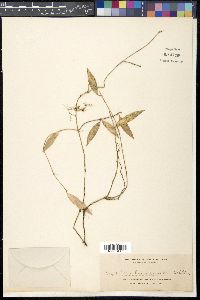 Dischidia merrillii image