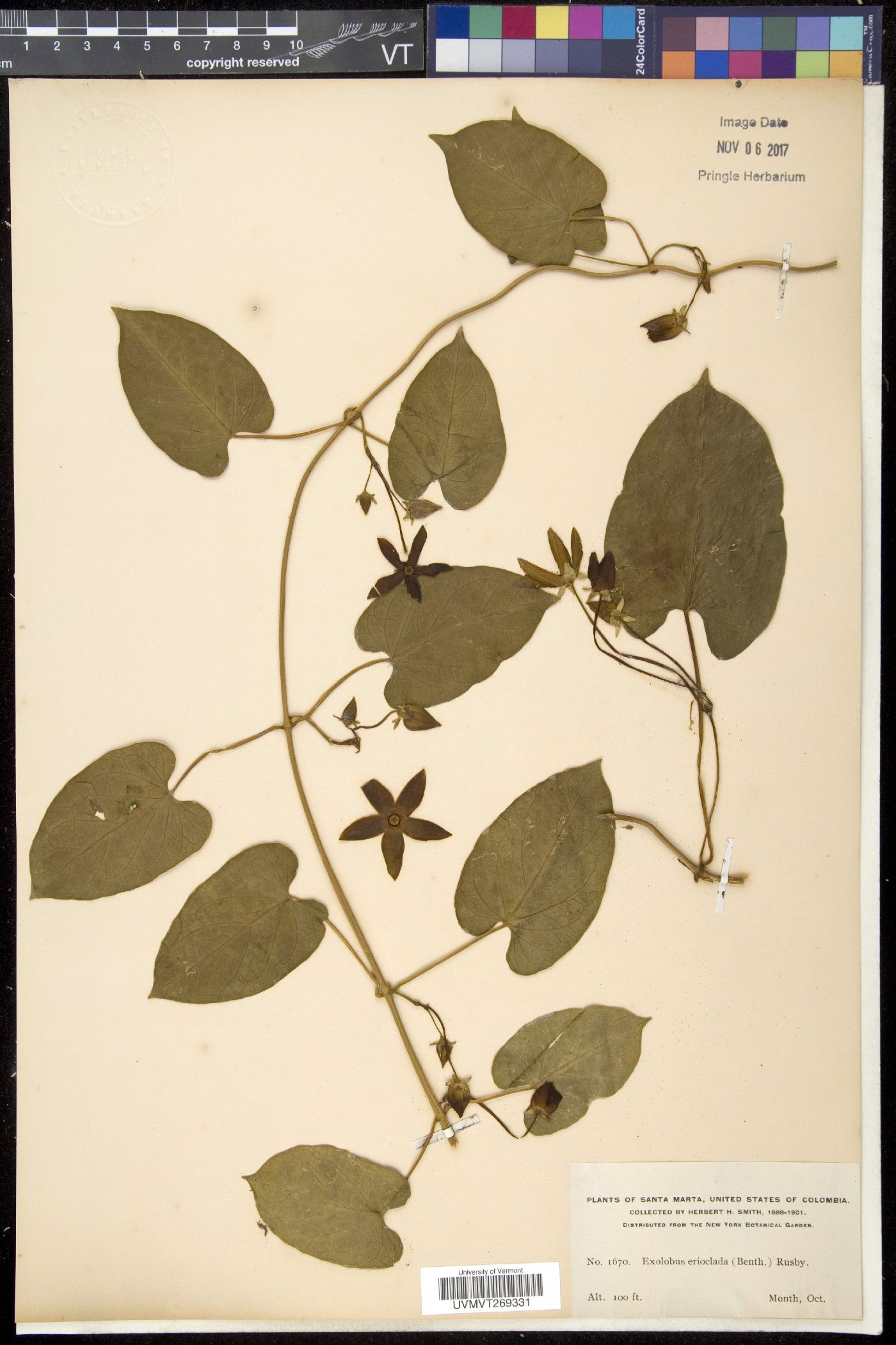 Exolobus image