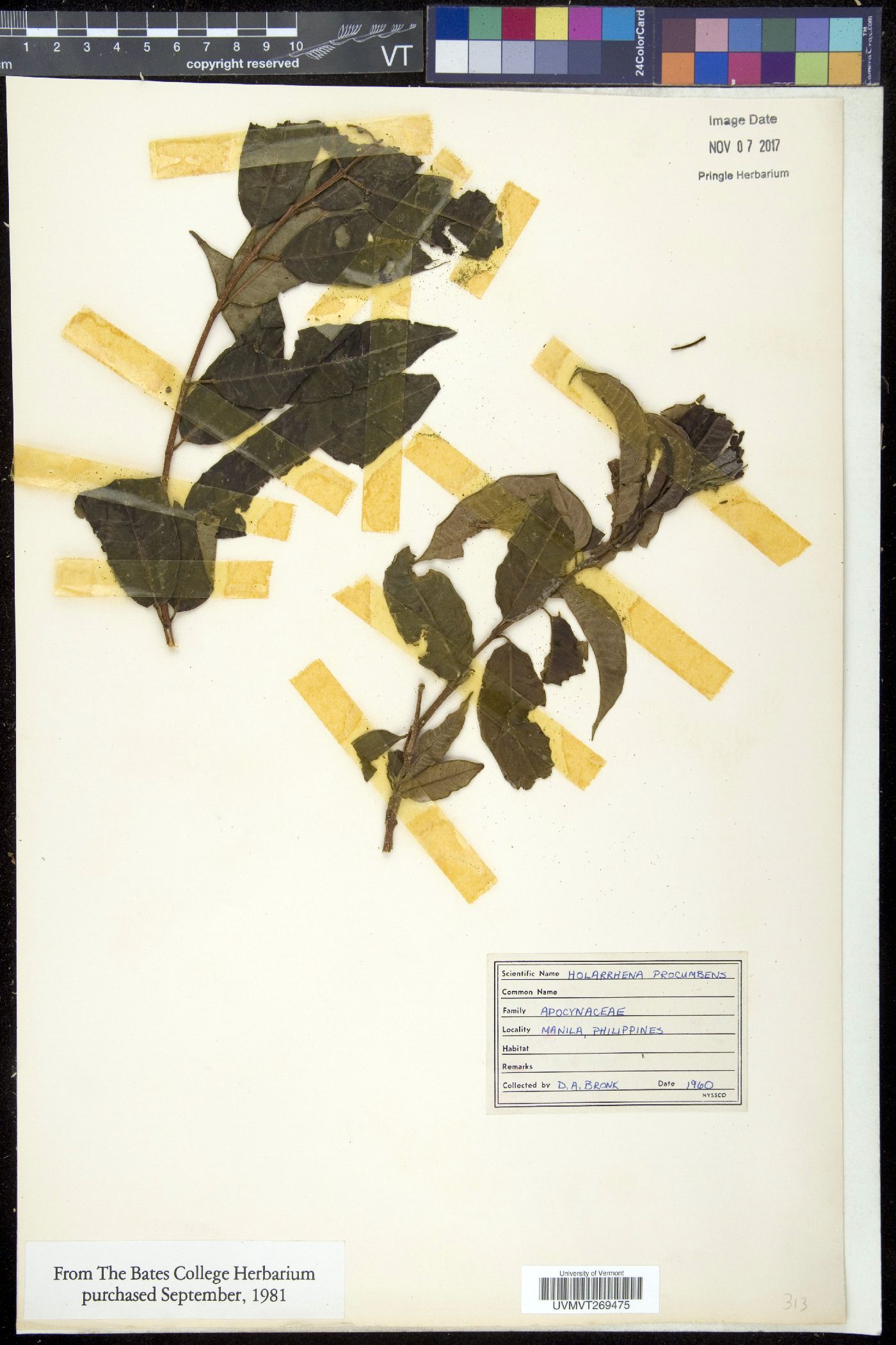 Amphineurion marginatum image