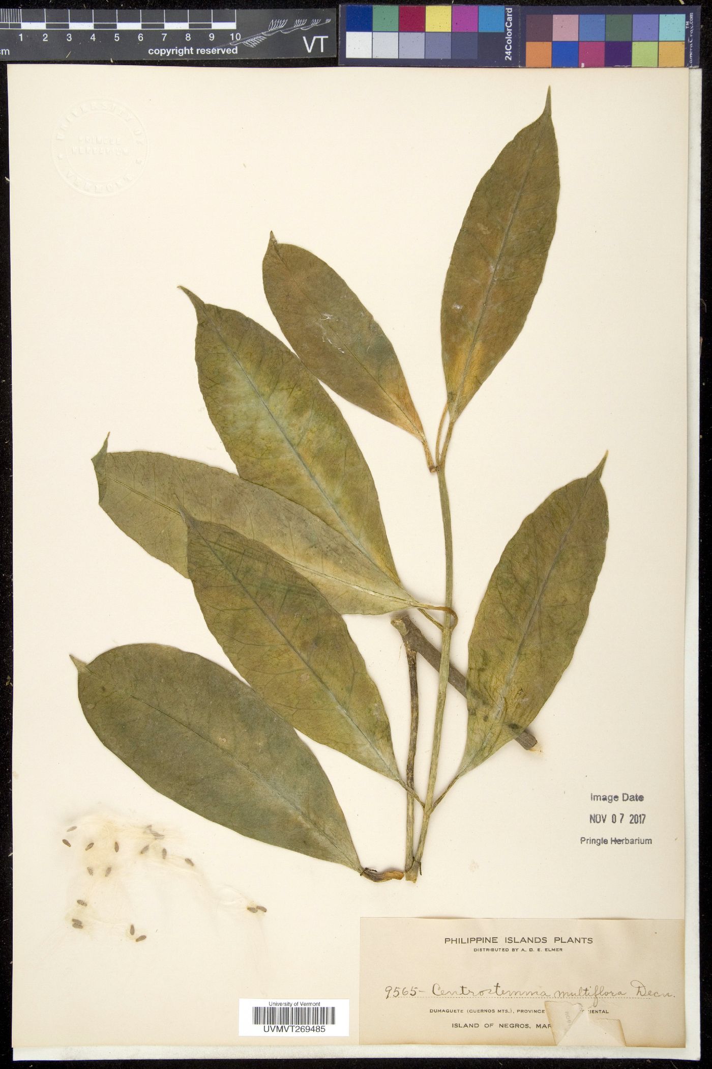 Hoya multiflora image
