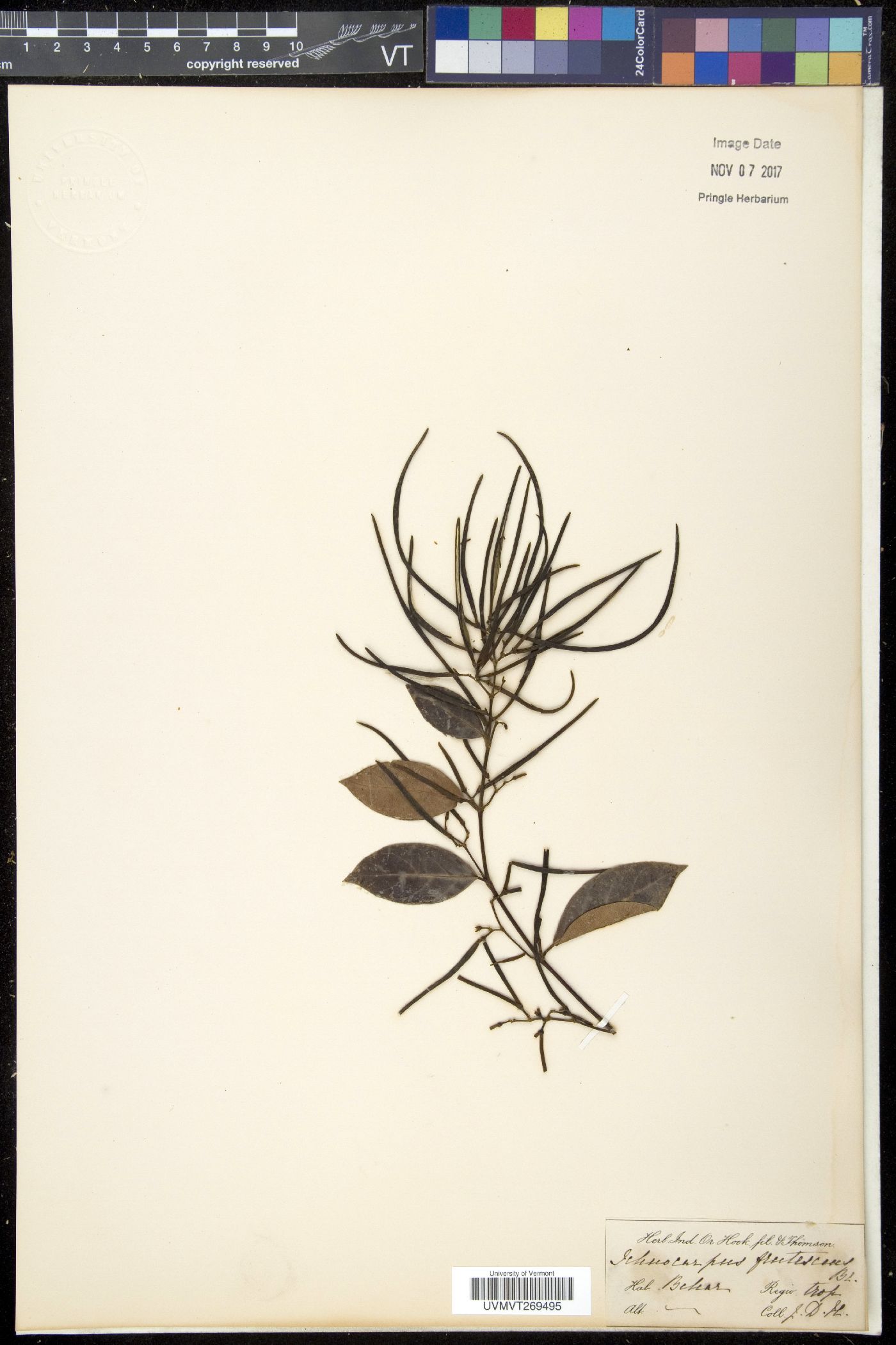 Ichnocarpus frutescens image