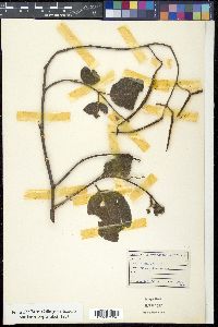 Ichnocarpus frutescens image