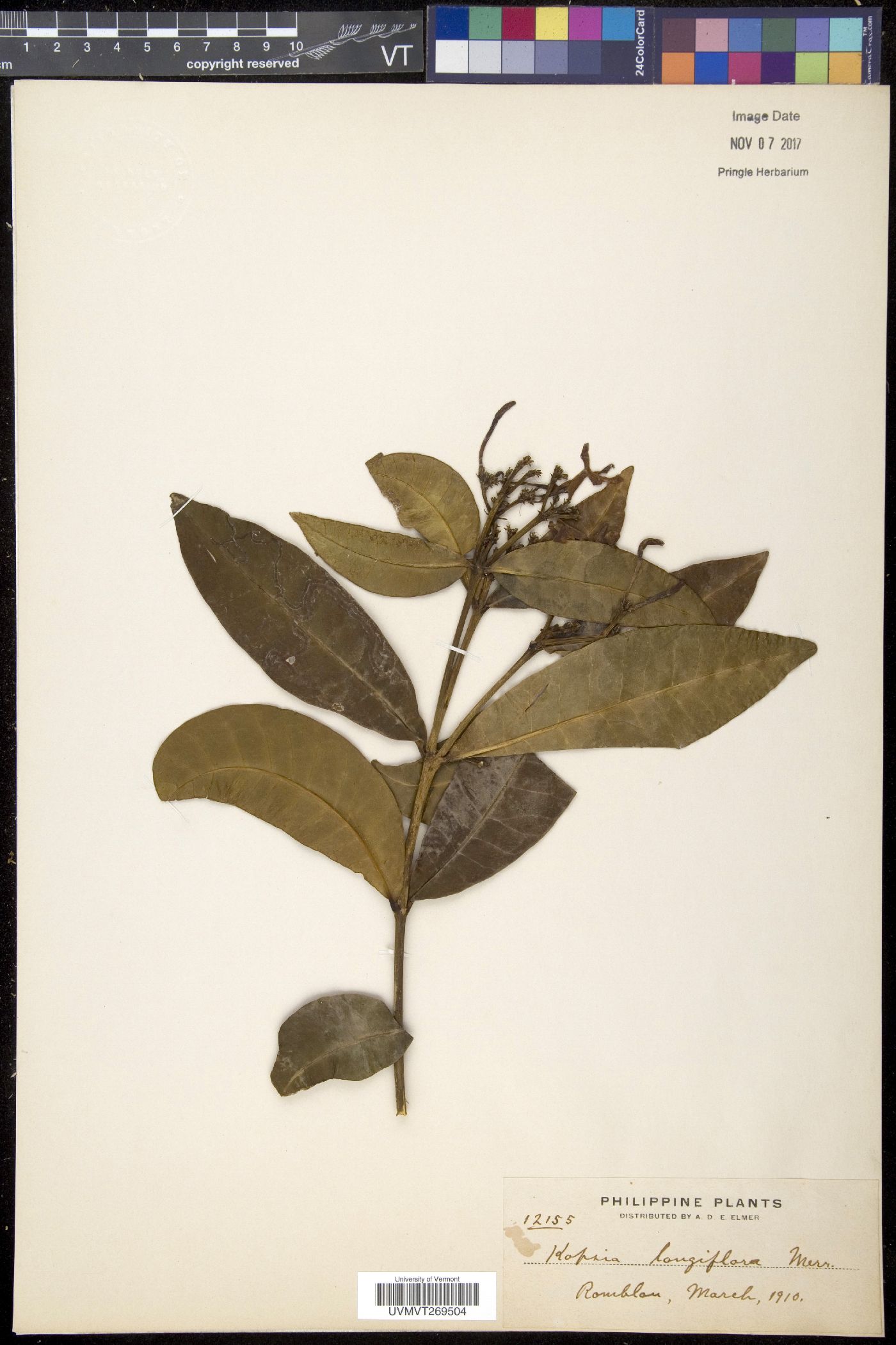 Kopsia longiflora image