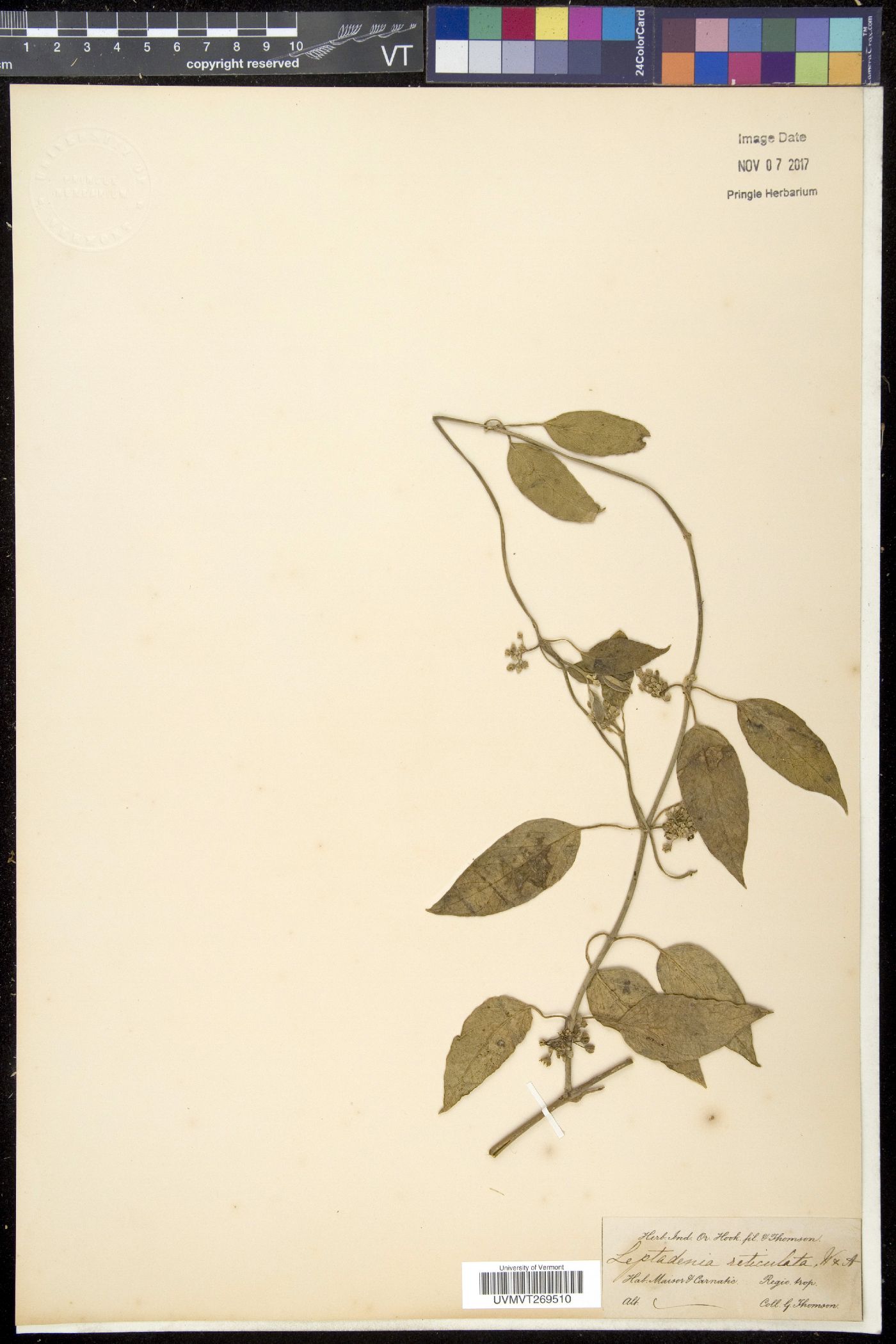 Leptadenia reticulata image