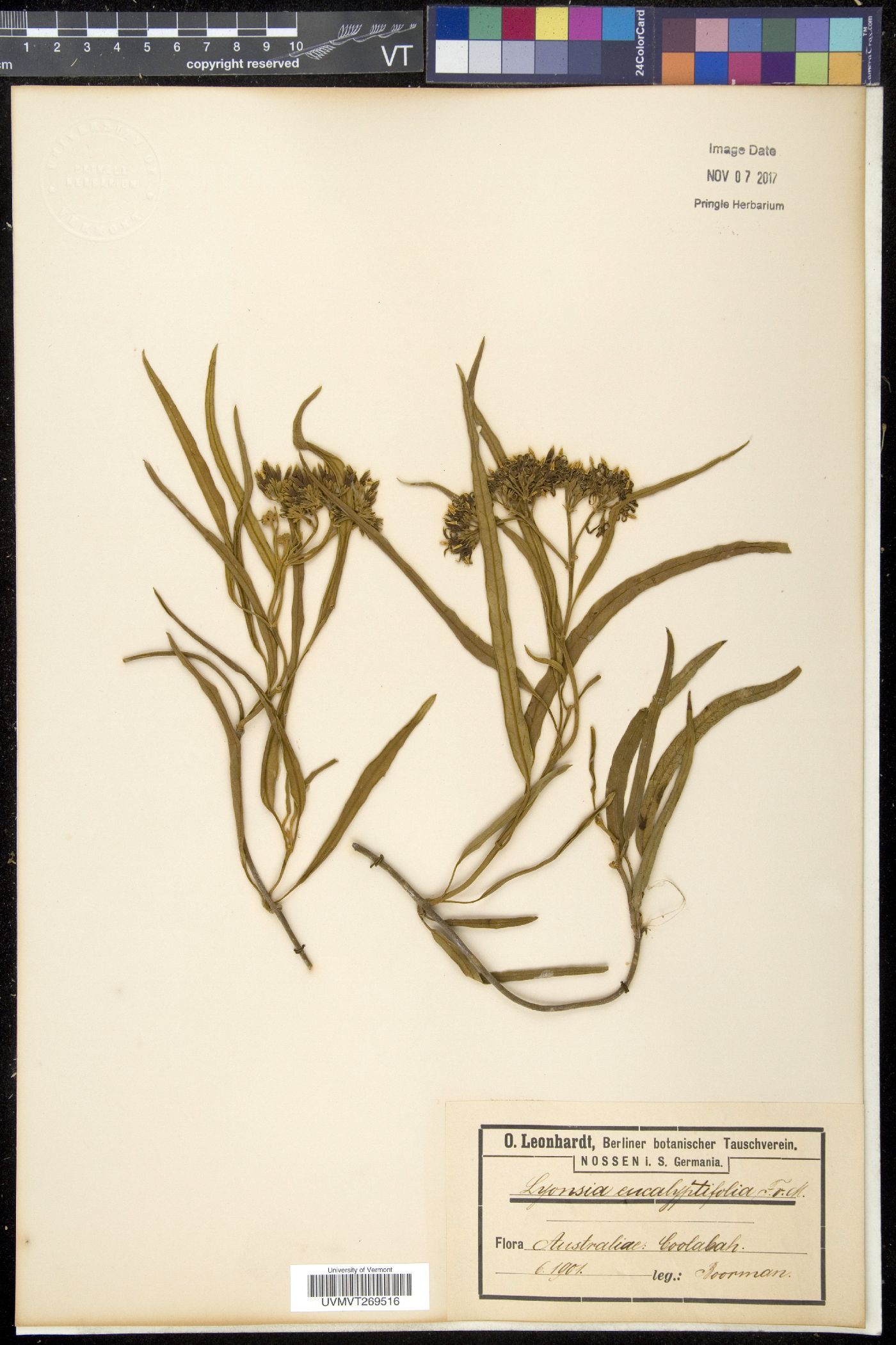 Lyonsia image