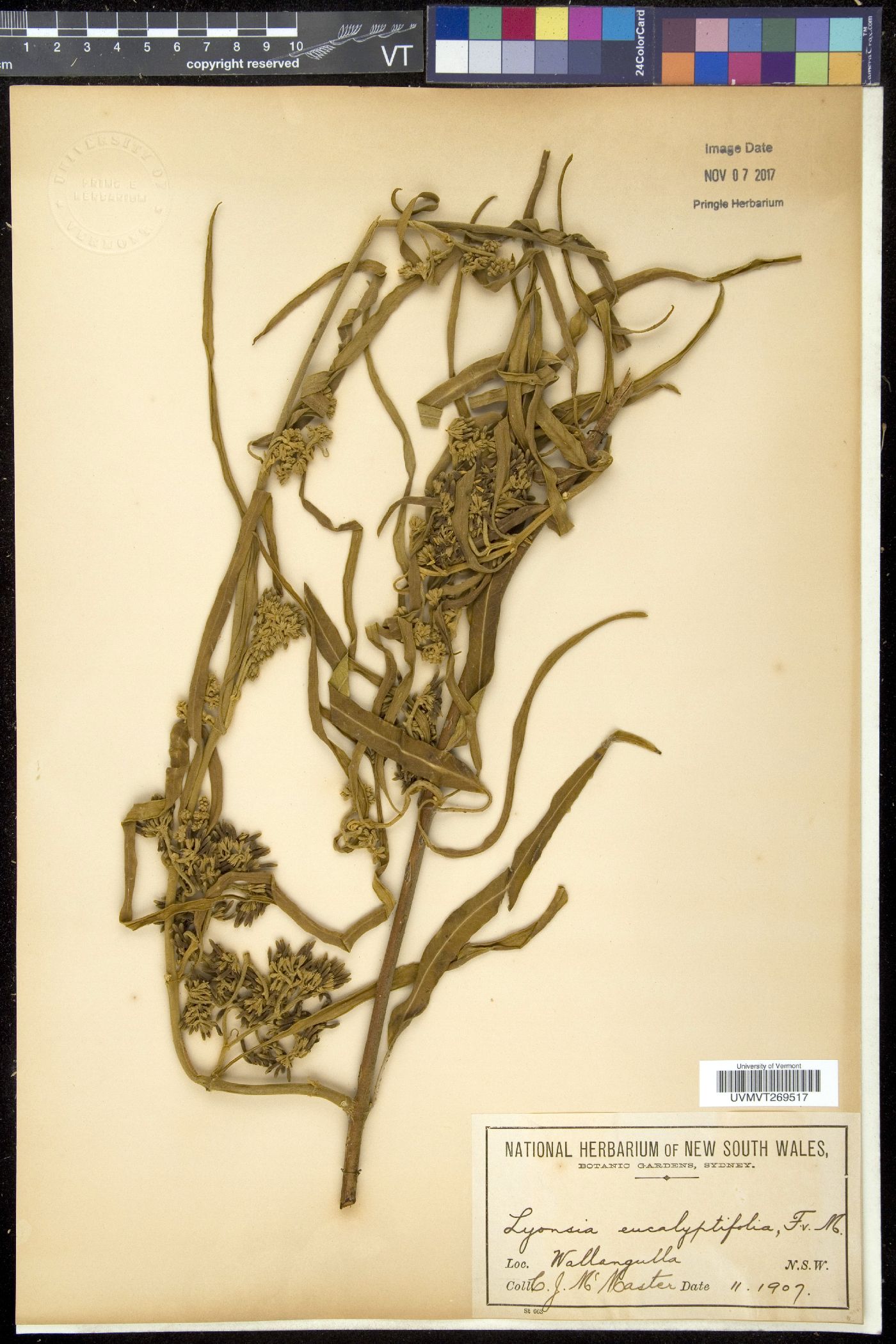 Lyonsia image