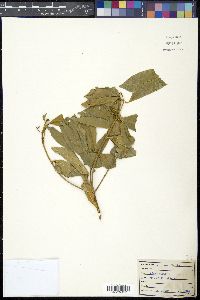 Media resource of Ochrosia ackeringae
