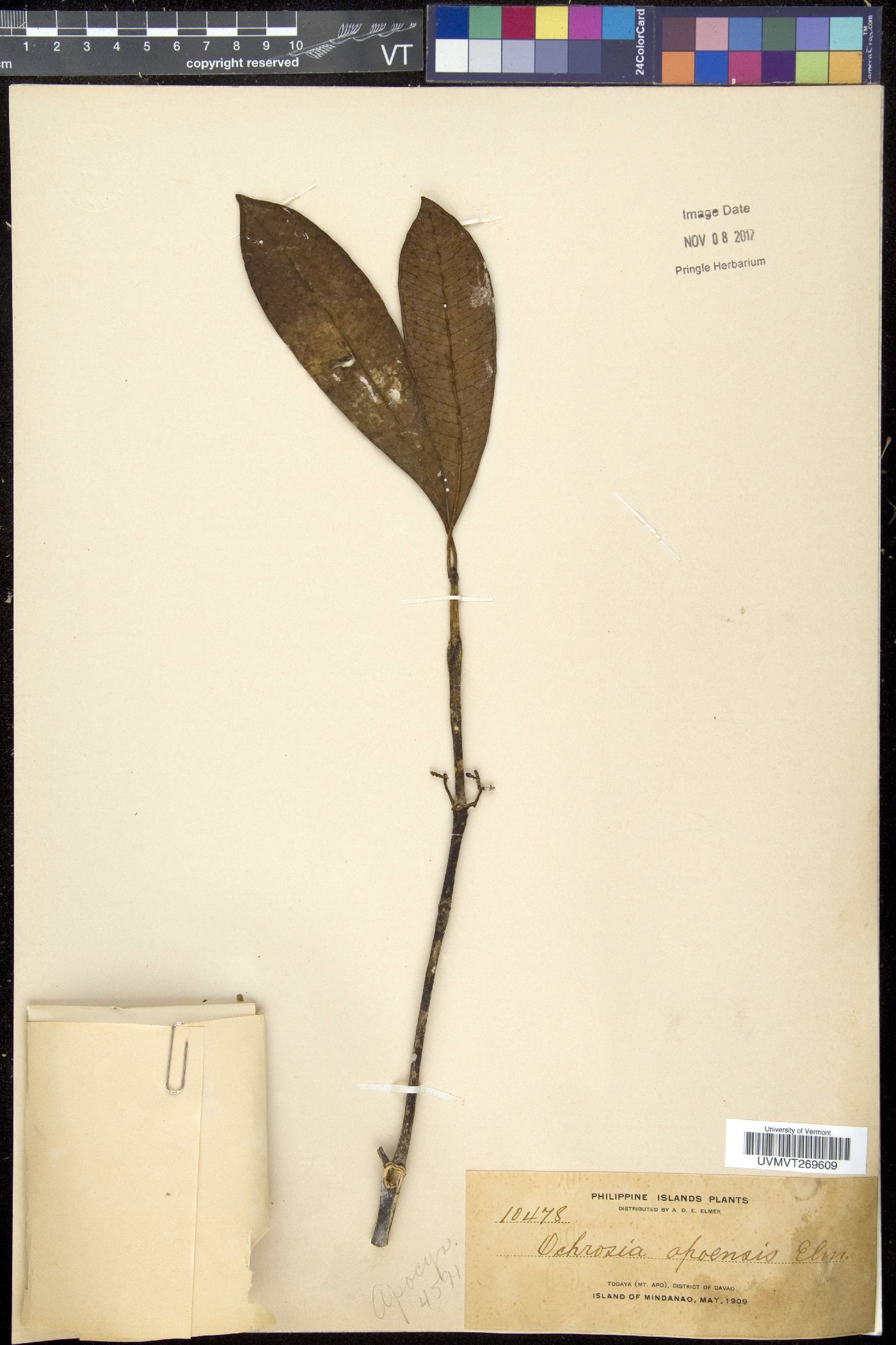 Ochrosia apoensis image