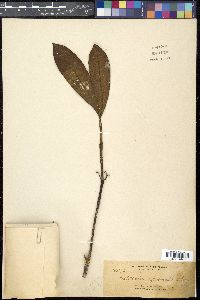 Media resource of Ochrosia apoensis