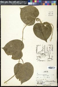Marsdenia tomentosa image