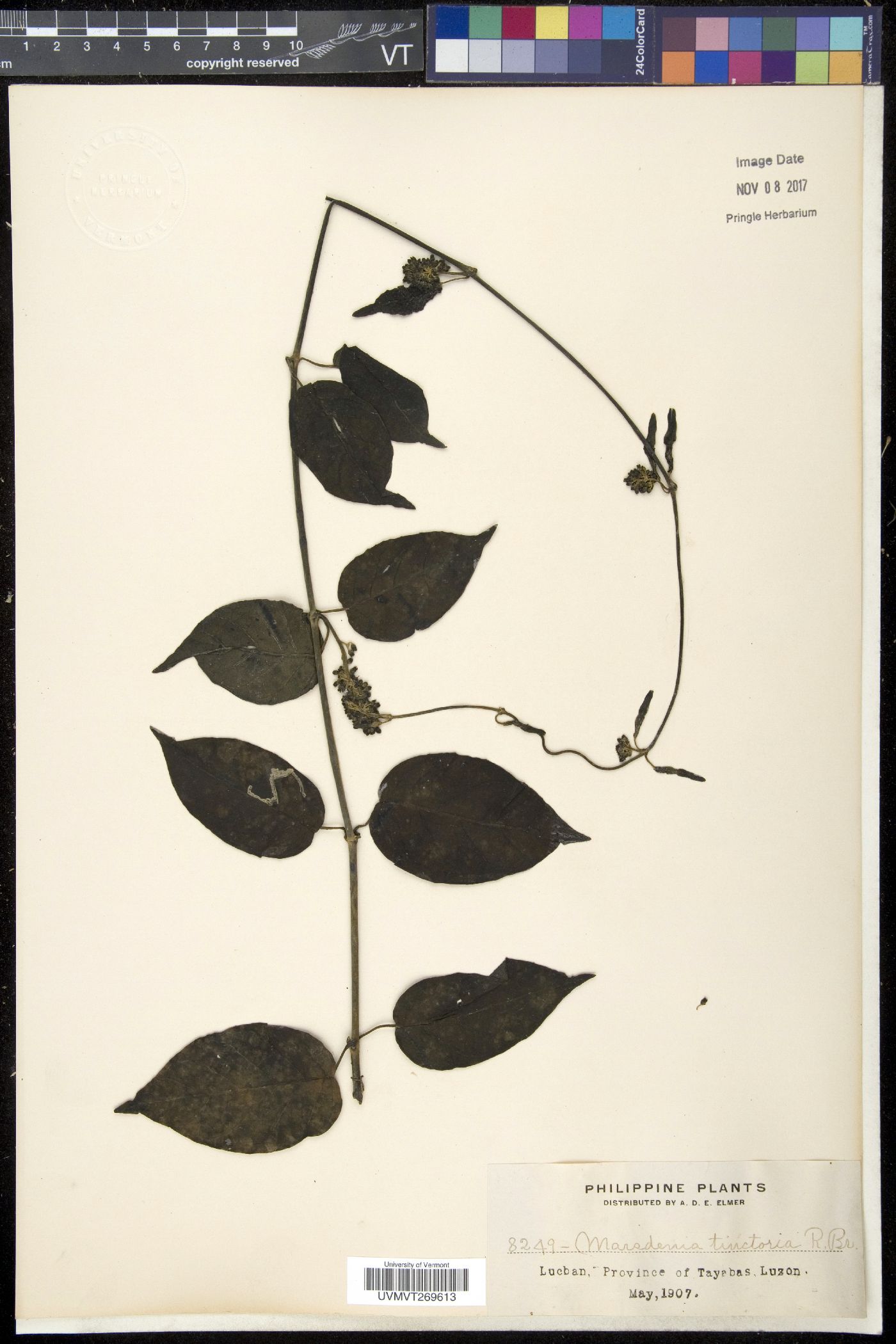 Marsdenia tinctoria image