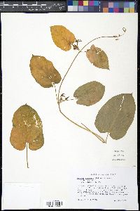 Gonolobus suberosus image